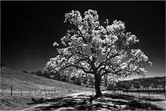 Paso Robles