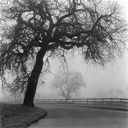 Paso Robles