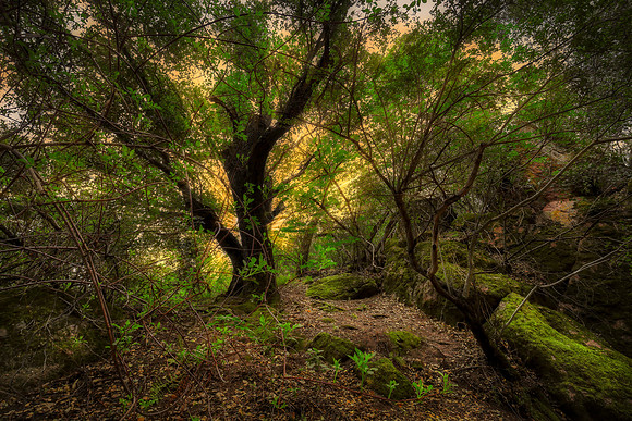 Pinnacles National Park